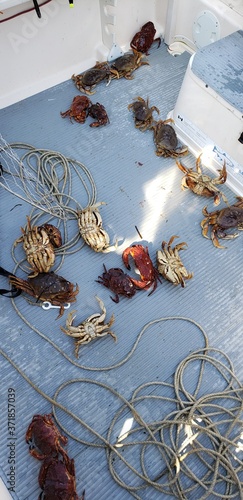 Crab on boat