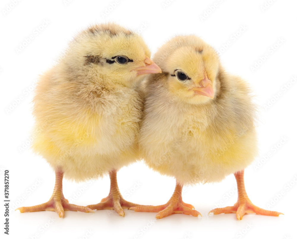 Two yellow chickens.