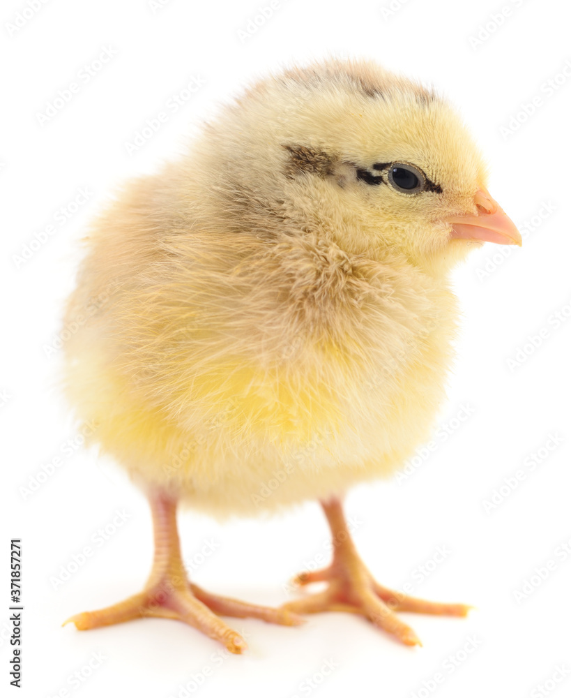 Obraz premium Small brown chicken