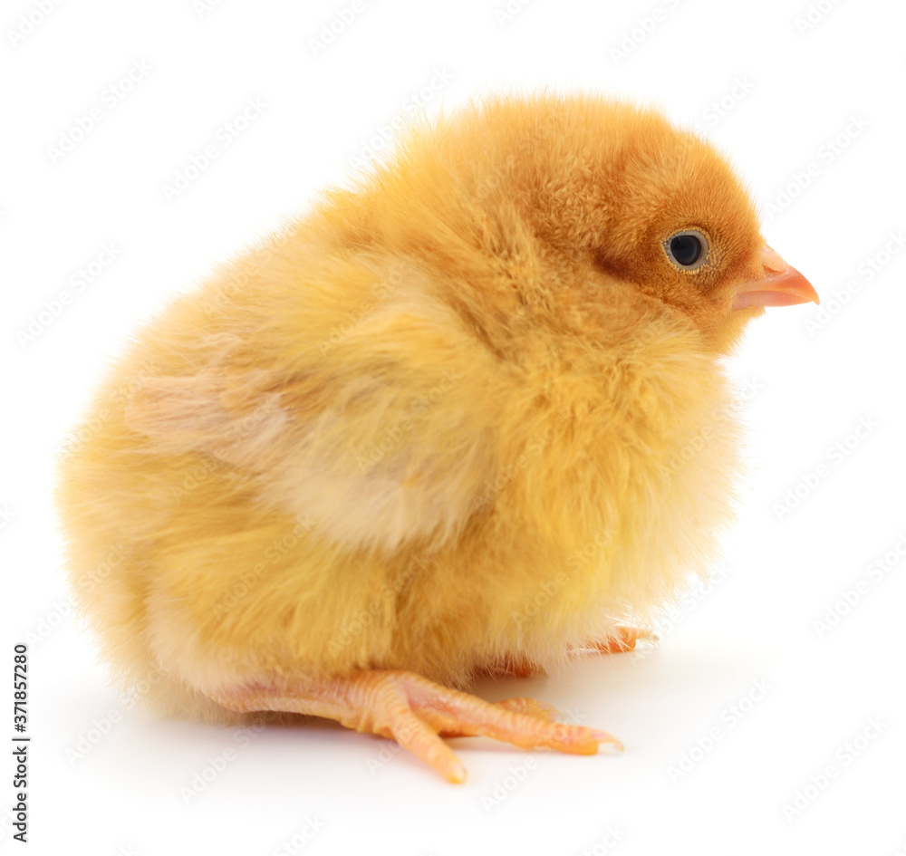 Obraz premium Small brown chicken