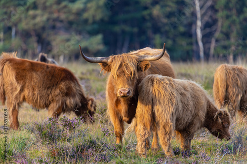 Highland cattle is standing in the grass at the veluwe with other cattles.