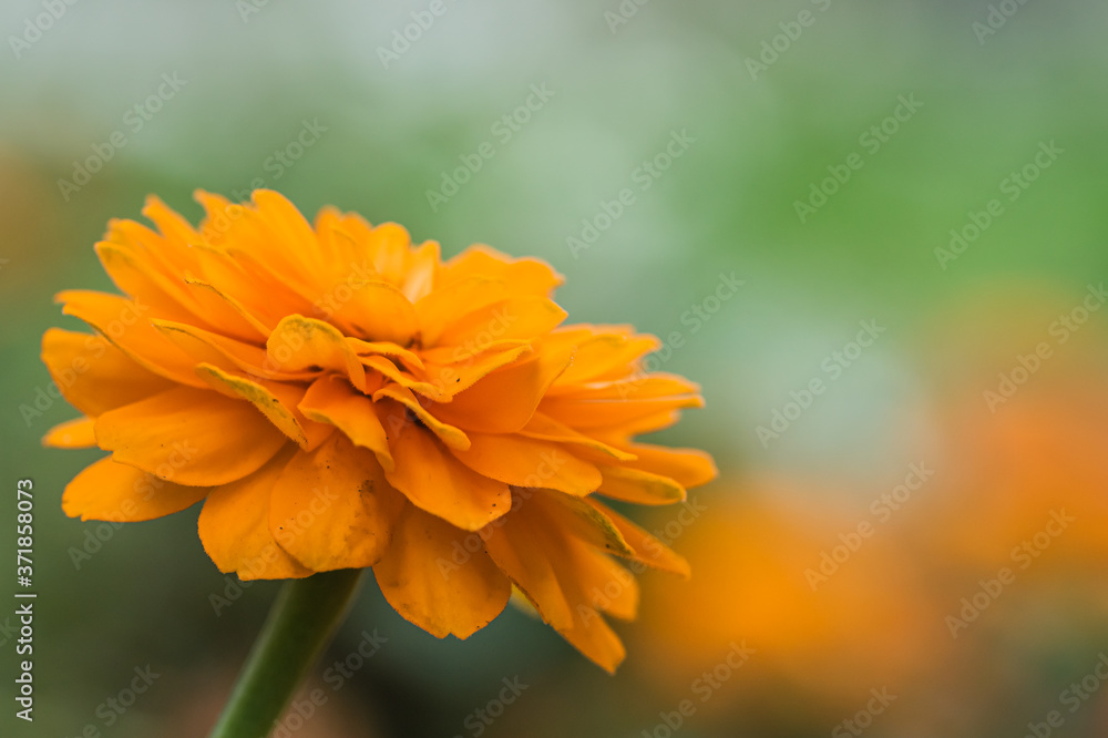 The french marigold The french marigold