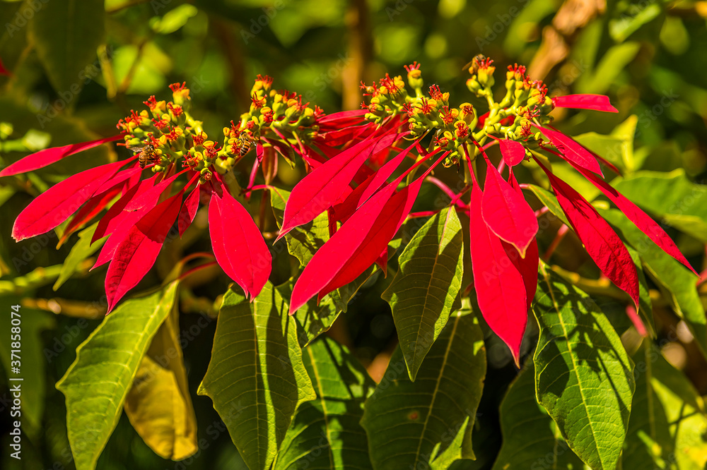 Obraz premium A Poinsettia growing on Hackleton Cliffs in Barbados