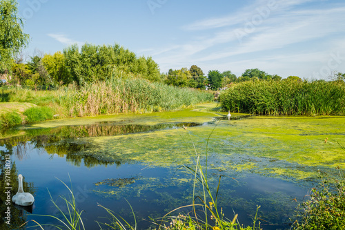 Young swans in the natural environment in the Vojvodina town of Srbobran  photo