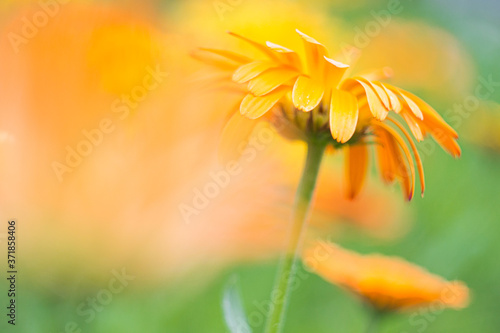 Orange flower of calendula close-up on a green background, selective focus, blur effect. A versatile floral background for a variety of design purposes. Copy space