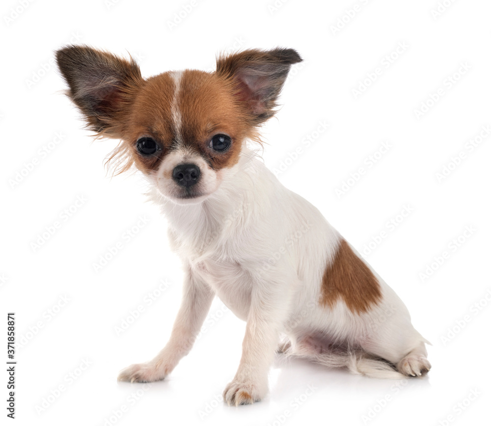 chihuahua in studio chihuahua in studio