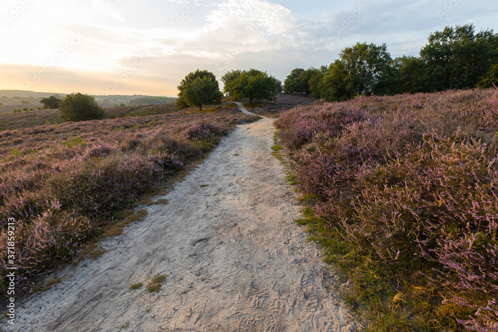 Posbank National park Veluwe, purple pink heather in bloom in the morning. Road with purple heather at the veluwezoom.