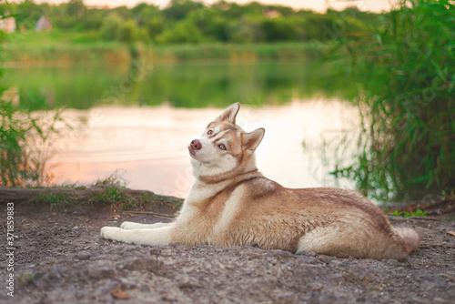 animal dog husky siberian  © yulia_romaniy88