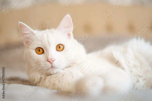 eyes blue kitty cat animal © yulia_romaniy88