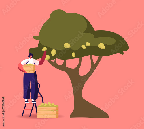 Woman Harvesting Stand on Ladder Collecting Ripe Olives from Tree Branch with Green Berries and Leaves in Wooden Box