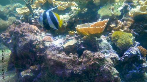 tropical fish swimming near corals