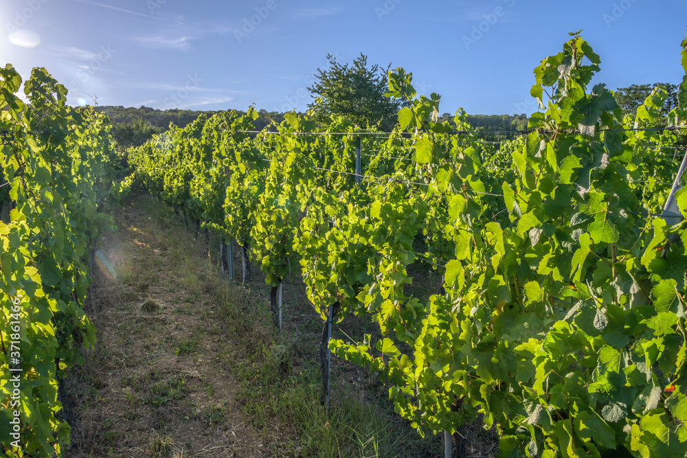 Naklejka premium Vignoble alsacien