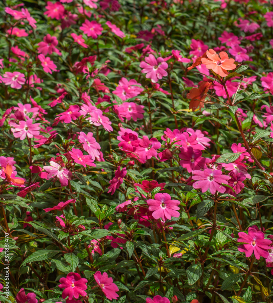 Campo de flores rosadas con varios pétalos. Se encuentran en el jardín de una casa y son muy resistentes adornando perfectamente el hogar Campo de flores rosadas con varios pétalos. Se encuentran en el jardín de una casa y son muy resistentes adornando perfectamente el hogar