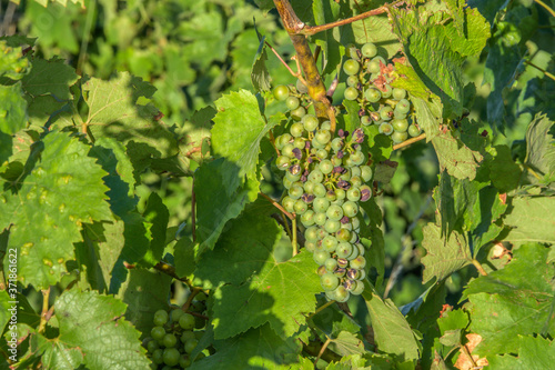 Vignoble alsacien