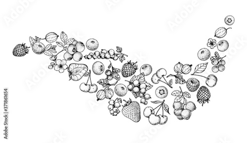 Berries sketch collection. Hand drawn vector illustration. Food illustration. Hand drawn berry set. Engraved style.