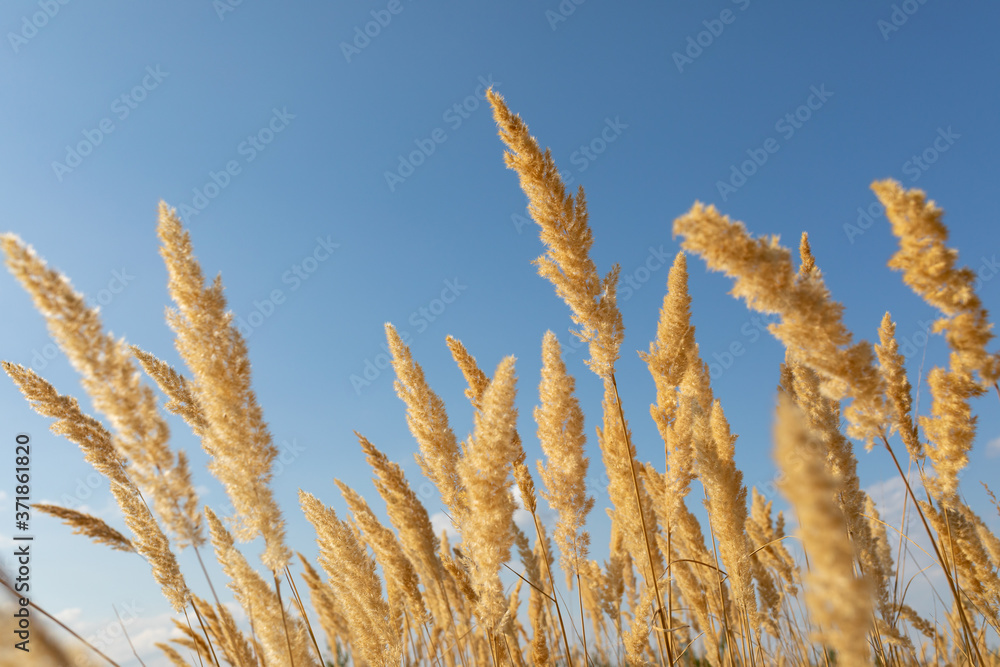 Fototapeta premium Flowering Wood Small-reed (Calamagrostis epigejos) against the blue sky. Selective focus
