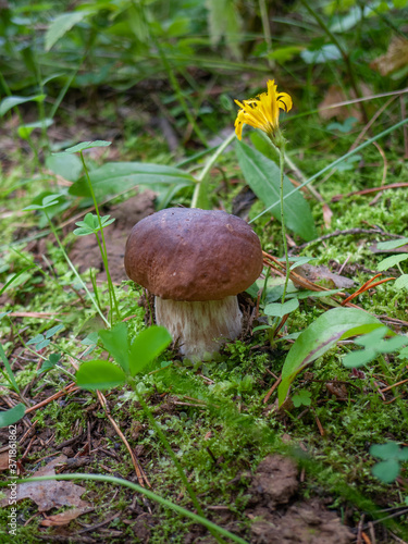 boletus in the woods on a background of grass and twigs close-up, macro