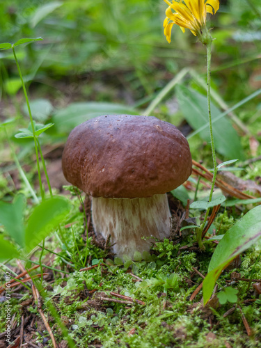 boletus in the woods on a background of grass and twigs close-up, macro