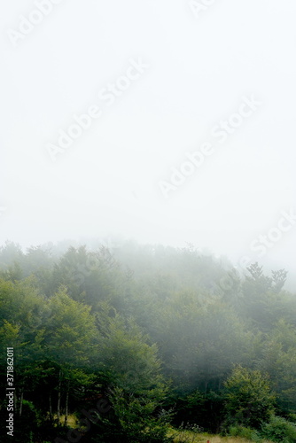 Paisaje de bosque con niebla entre los árboles al atrdecer 