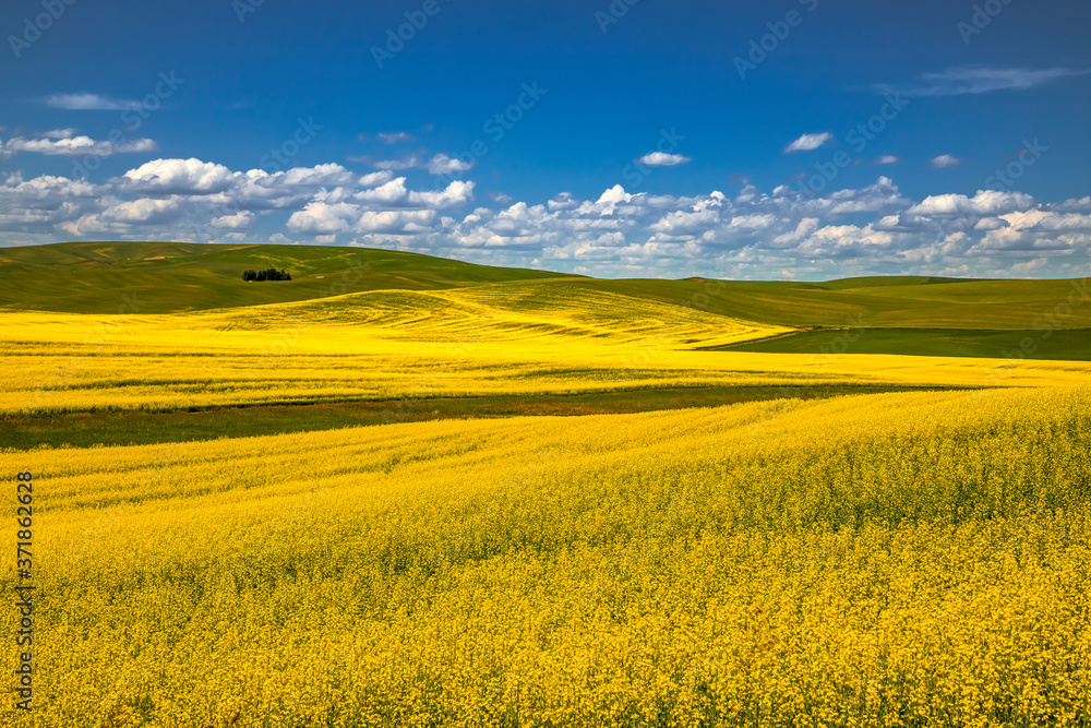 Summer in Palouse Washington during canola bloom