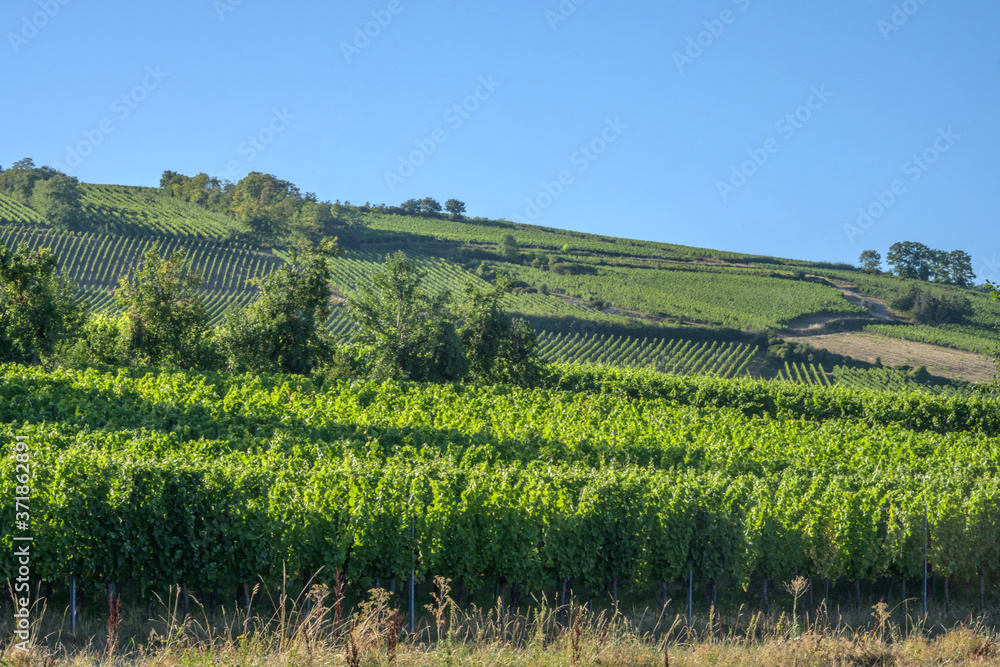 Fototapeta premium Vignoble alsacien