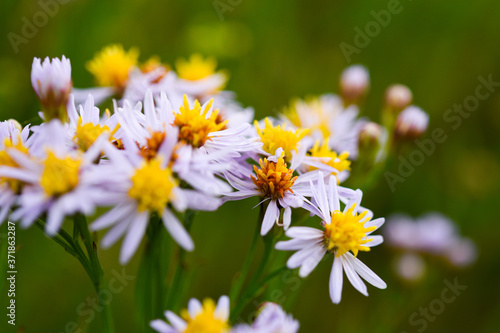 field of flowers