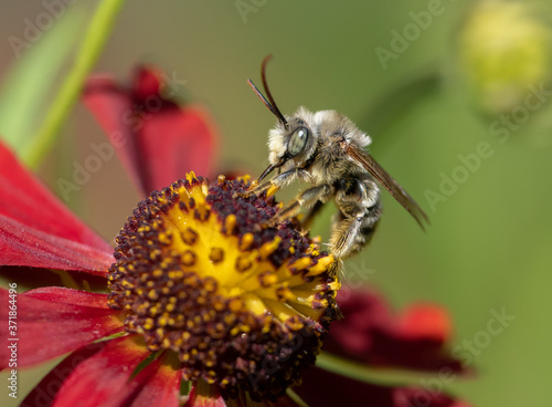 Long-horned Bee, male Melissodes, on a red Helenium flower. 
