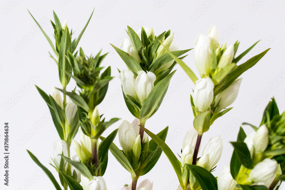 Obraz premium Gentiana lutea, the great yellow gentian, is a species of gentian native