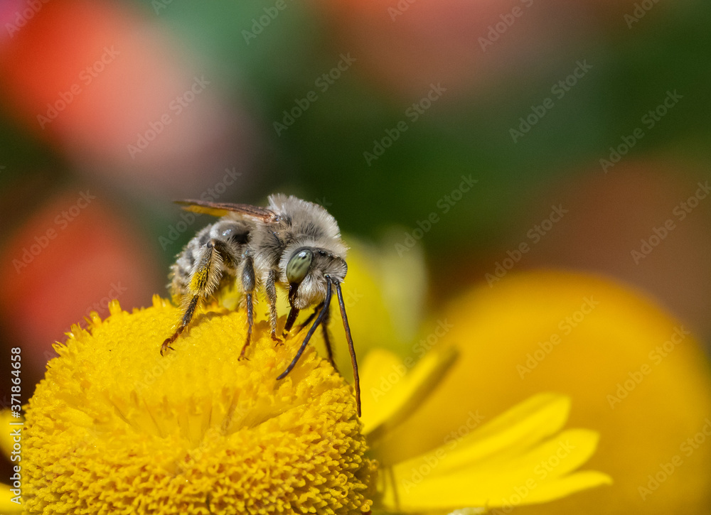 Long-horned Bee, male Melissodes, on a yellow Helenium flower. Long-horned Bee, male Melissodes, on a yellow Helenium flower.
