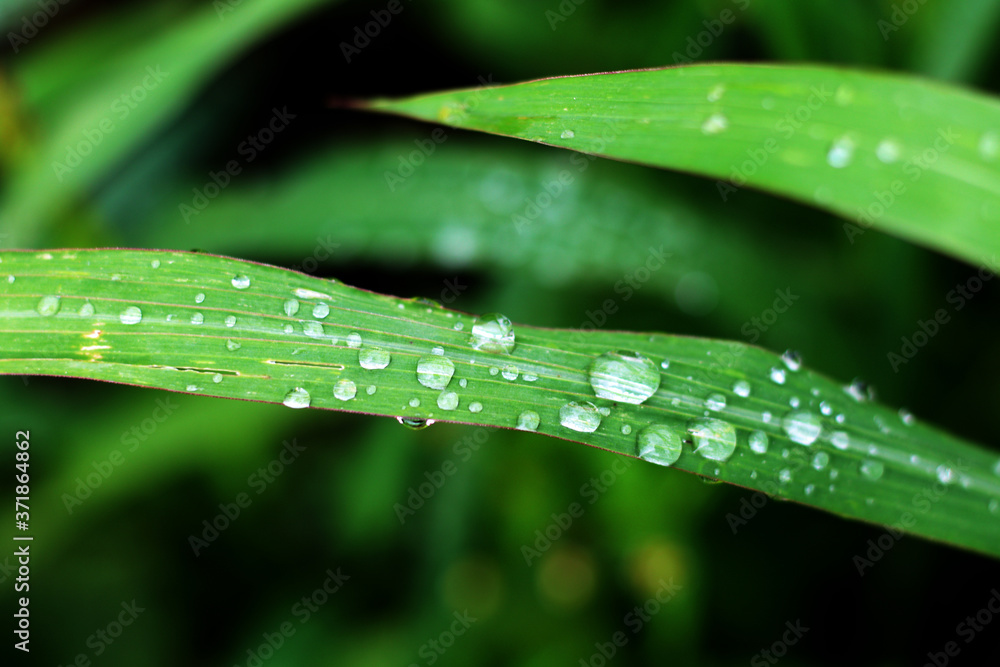 green fresh grass with water drops green fresh grass with water drops