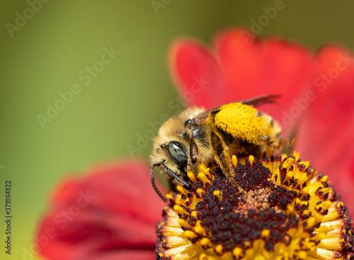 Long-horned Bee, female Melissodes, on a red Helenium flower with yellow pollen on its hind legs
 photo