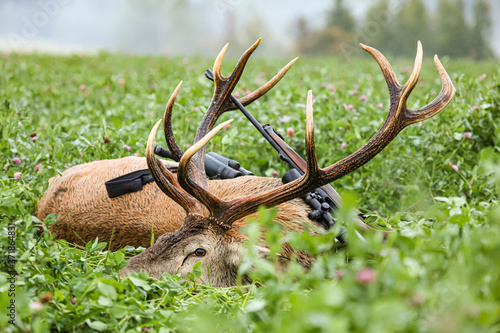  Caught deer as a hunting trophy, (Cervus elaphus),beautiful antlers.