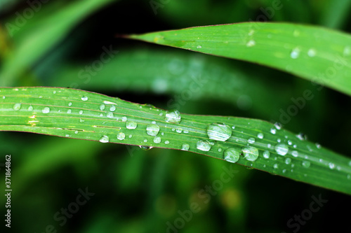 green fresh grass with water drops