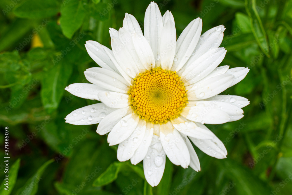 Flower daisy close-up against the background of green foliage Flower daisy close-up against the background of green foliage