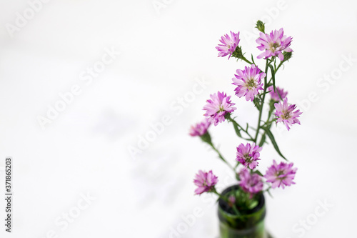 The bunch of violet aster in green bottle