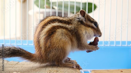 Cute Siberian squirrel holding in hands and eats walnut in a cage at home. Animal and pet concept. Close up, selective focus photo