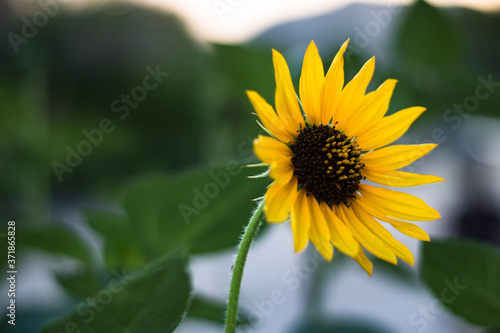 Sunflower with Mountain Background