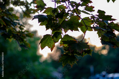 Leaves in the warm sunset