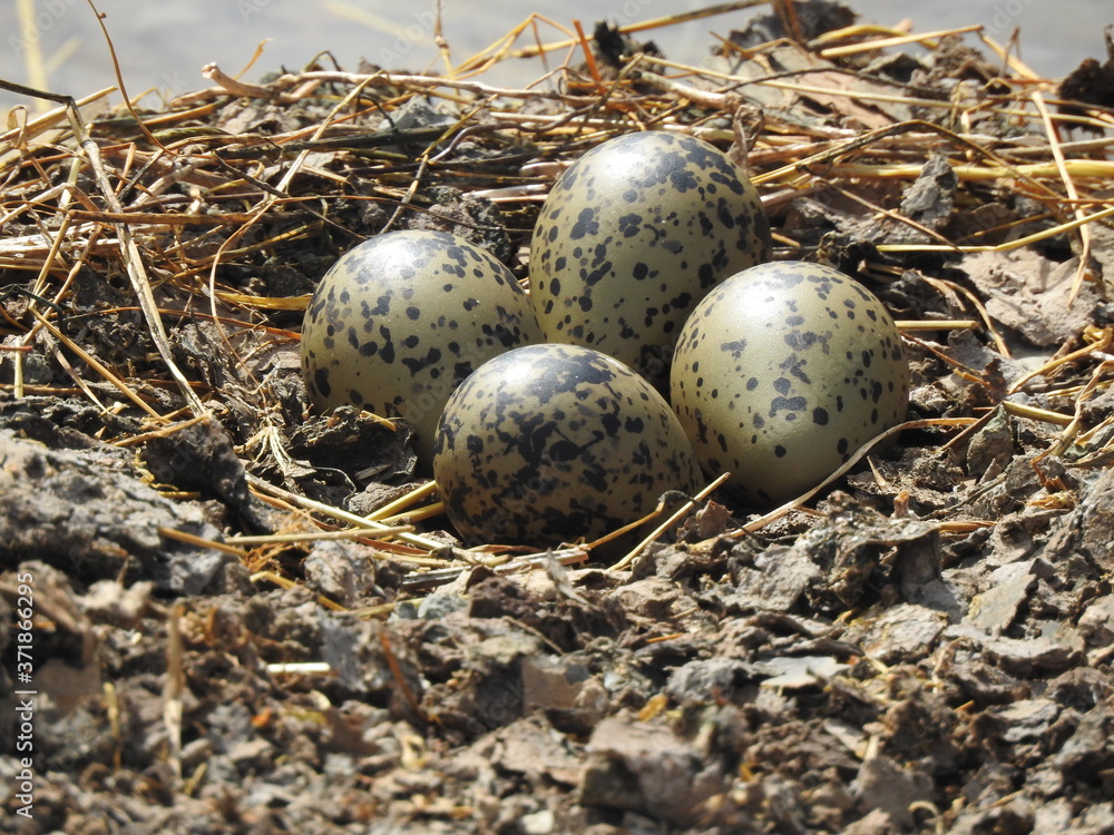 Obraz premium Hawaiian Stilt eggs