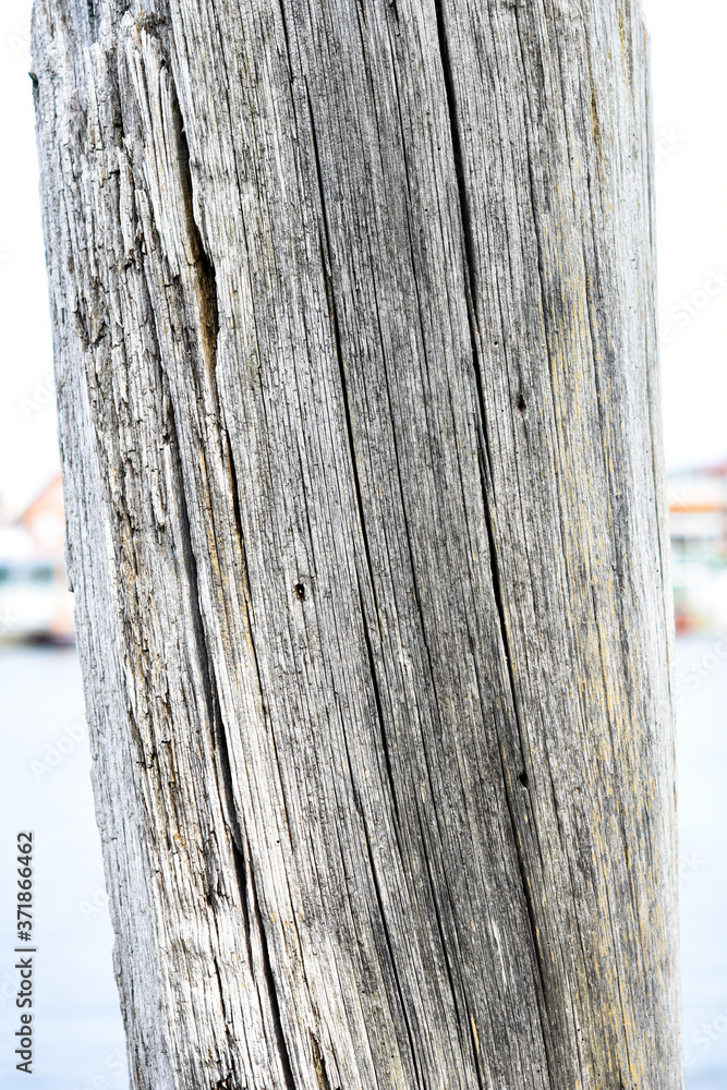 Fototapeta premium tree bark texture