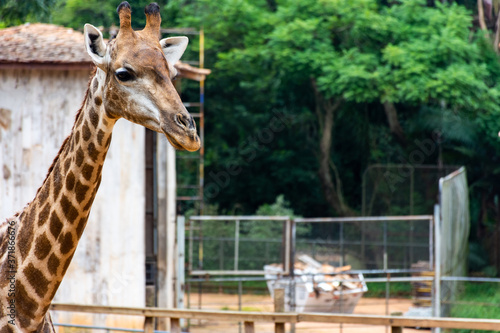 Cabeça e parte do pescoço da girafa photo