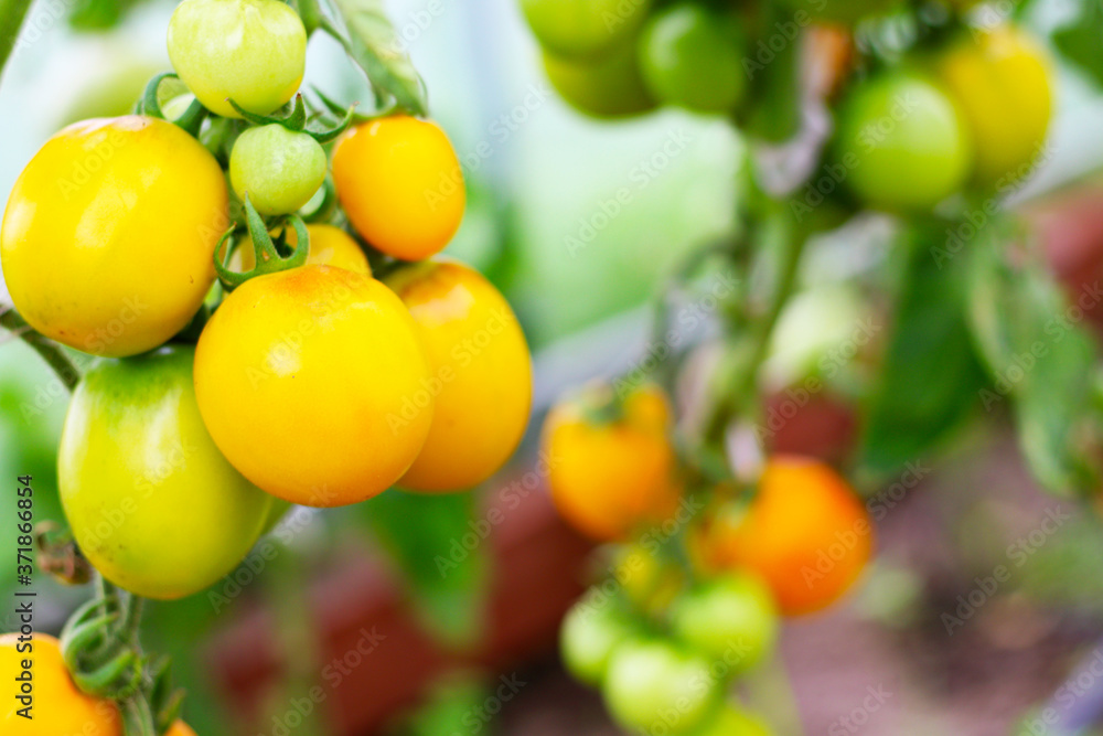 fresh natural and organic tomatoes