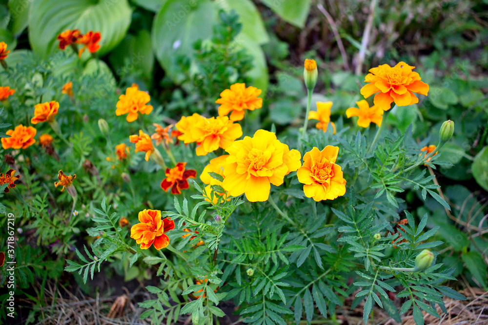 blooming marigolds, close up as texture for background blooming marigolds, close up as texture for background