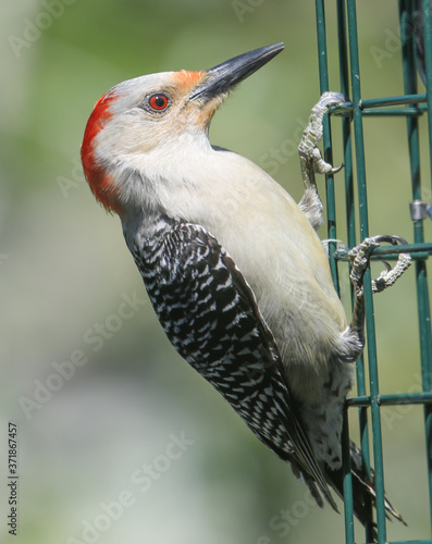 Red Bellied Woodpecker profile view perched on wire feeder