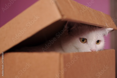 A white cat with yellow eyes and a pink nose peeks out from under the lid of a cardboard box