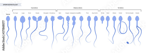 Human fertility concept photo