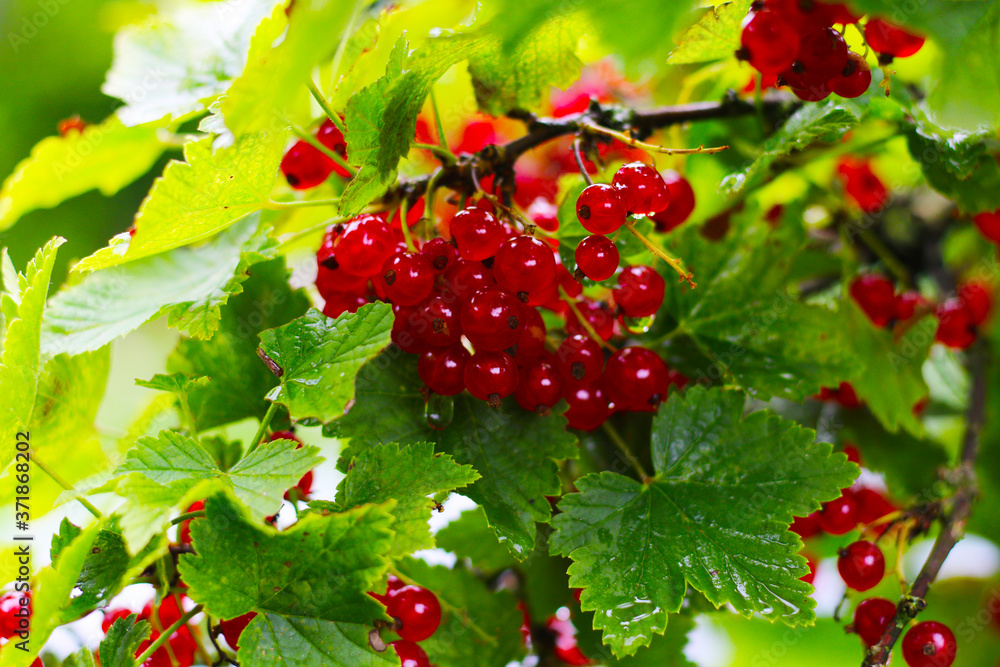 fresh and healthy red currant berries with green leafs fresh and healthy red currant berries with green leafs