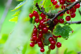 fresh and healthy red currant berries with green leafs