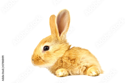 The head of a small fluffy rabbit on a white background. Solar animal. Easter concept.