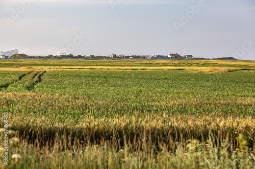 Green and yellow field with spikelets grown with paths against the sky. A village on the horizon. Horizontal orientation.